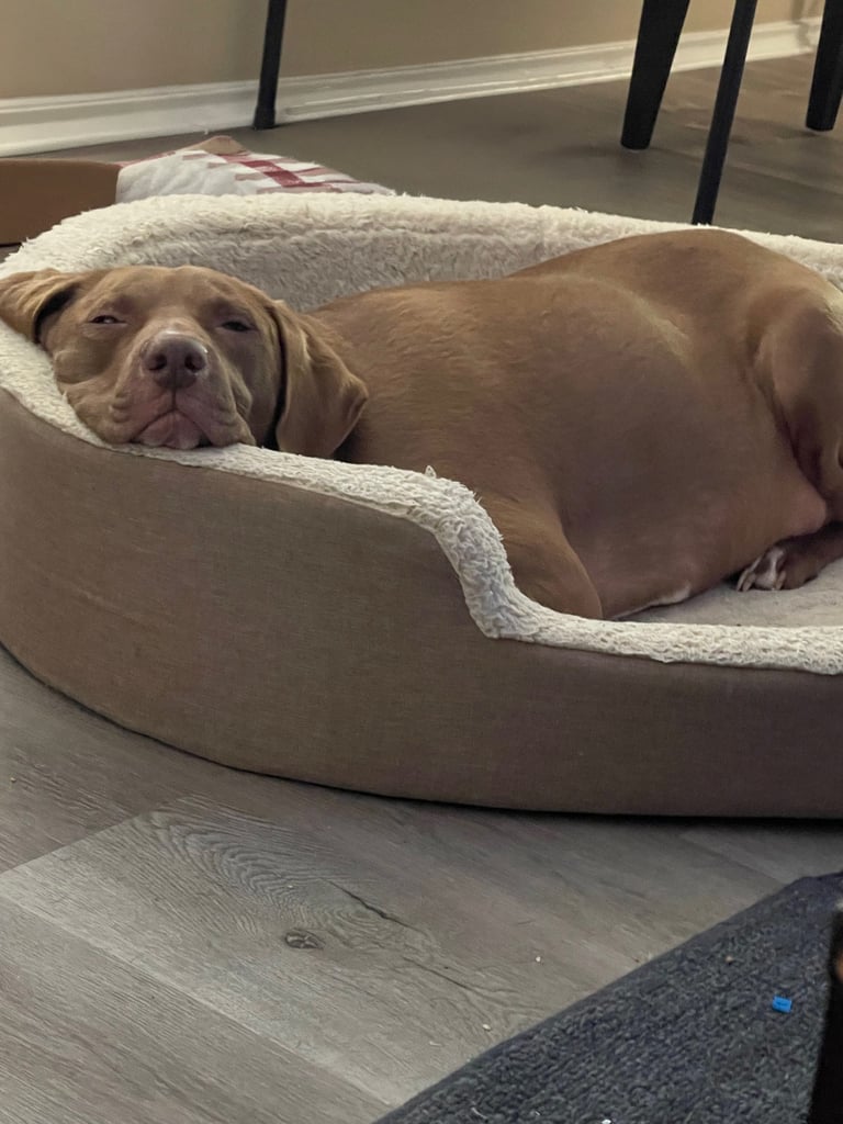 Brown dog resting in a beige bed with fleece lining on a wooden floor