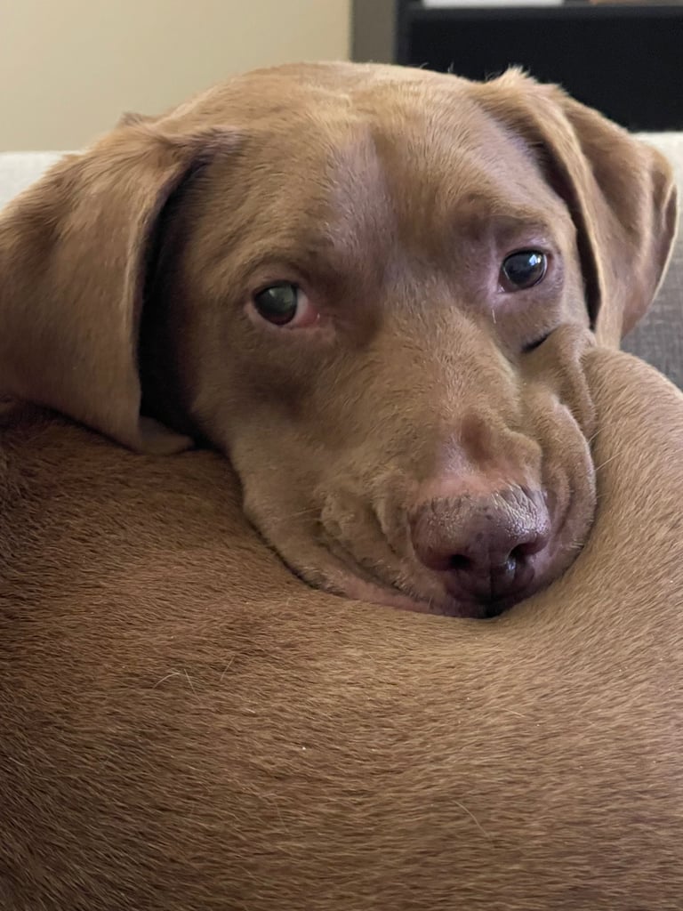 A light brown Labrador Retriever resting on a beige cushion, looking directly at the camera with a gentle expression