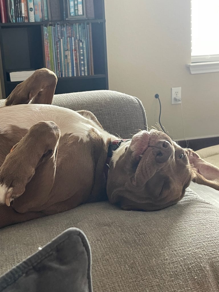 Two golden retriever dogs lounging on a gray couch in a living room with bookshelves and a window visible behind them