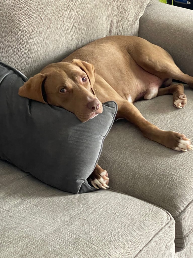 Brown dog lounging on a gray sectional couch with cushions, looking at the camera
